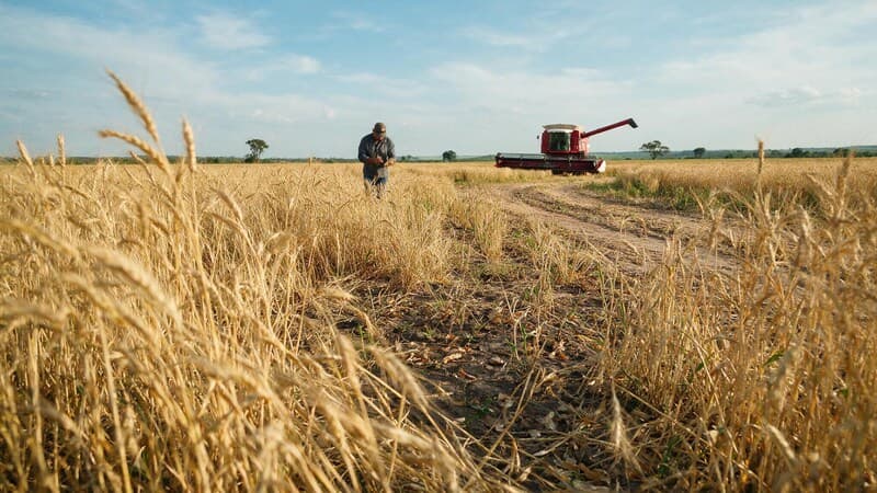 Safra de trigo cai 26% e Brasil deve importar mais do que produzir: o pão vai ficar mais caro?